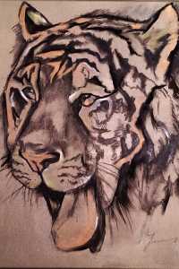 safari-4